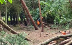 Felling Works At Fosse Meadows